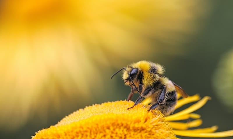 Pčela prkosi evoluciji